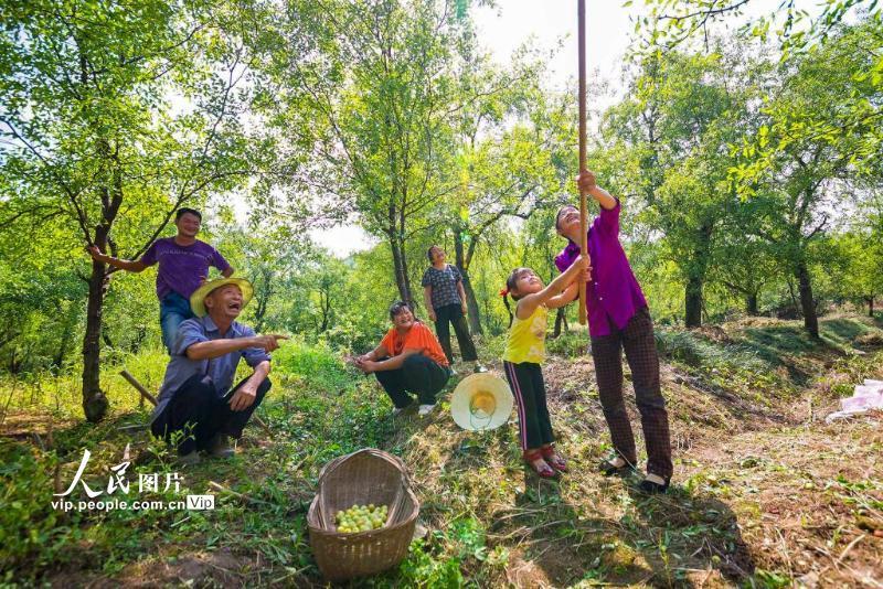 镇依托青枣种植传统和地域优势,积极做好"枣文章",培育乡村游,观光游