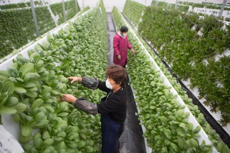 发展示范项目,数字农开平台建设项目等稳步推进;蓝城·三菱蔬菜工厂