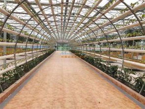 湖南观光农业公司 知名的观光农业公司当属康顺农业